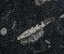 Fossil Orthoceras Plate - Stoneware #9412-1